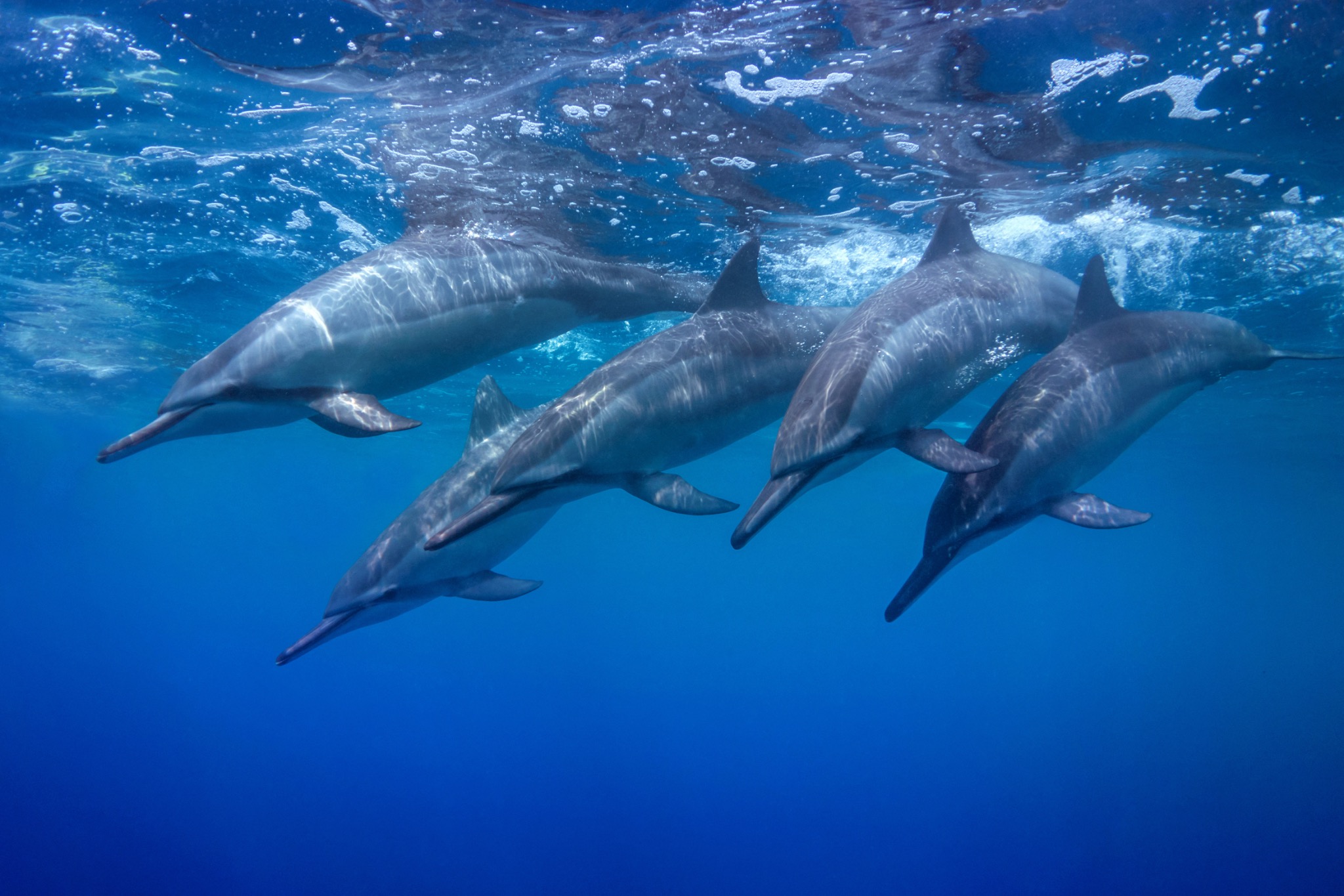 A pod of dolphins swimming together in open blue water.