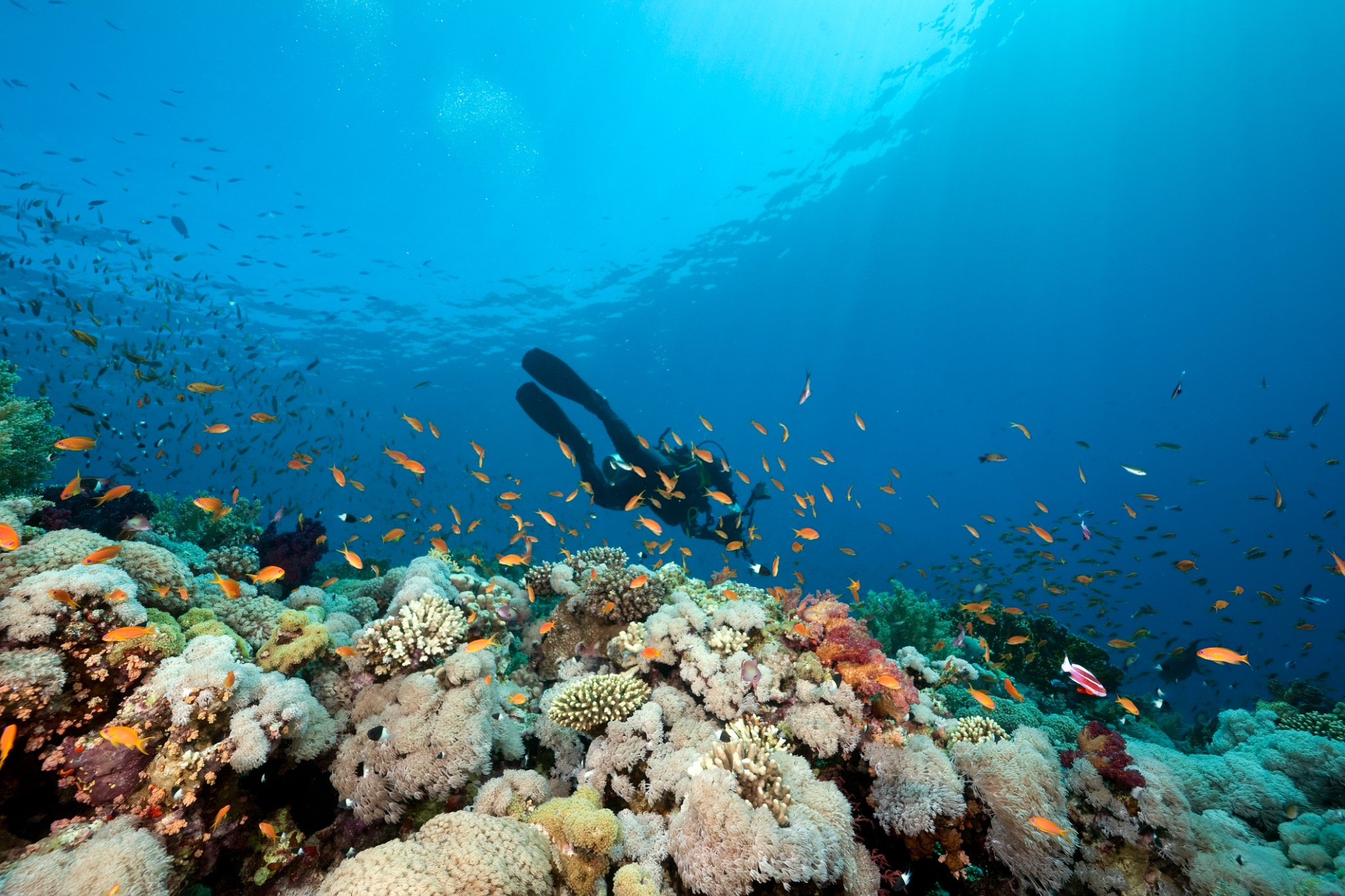 A diver working above a coral reef during an underwater field survey.