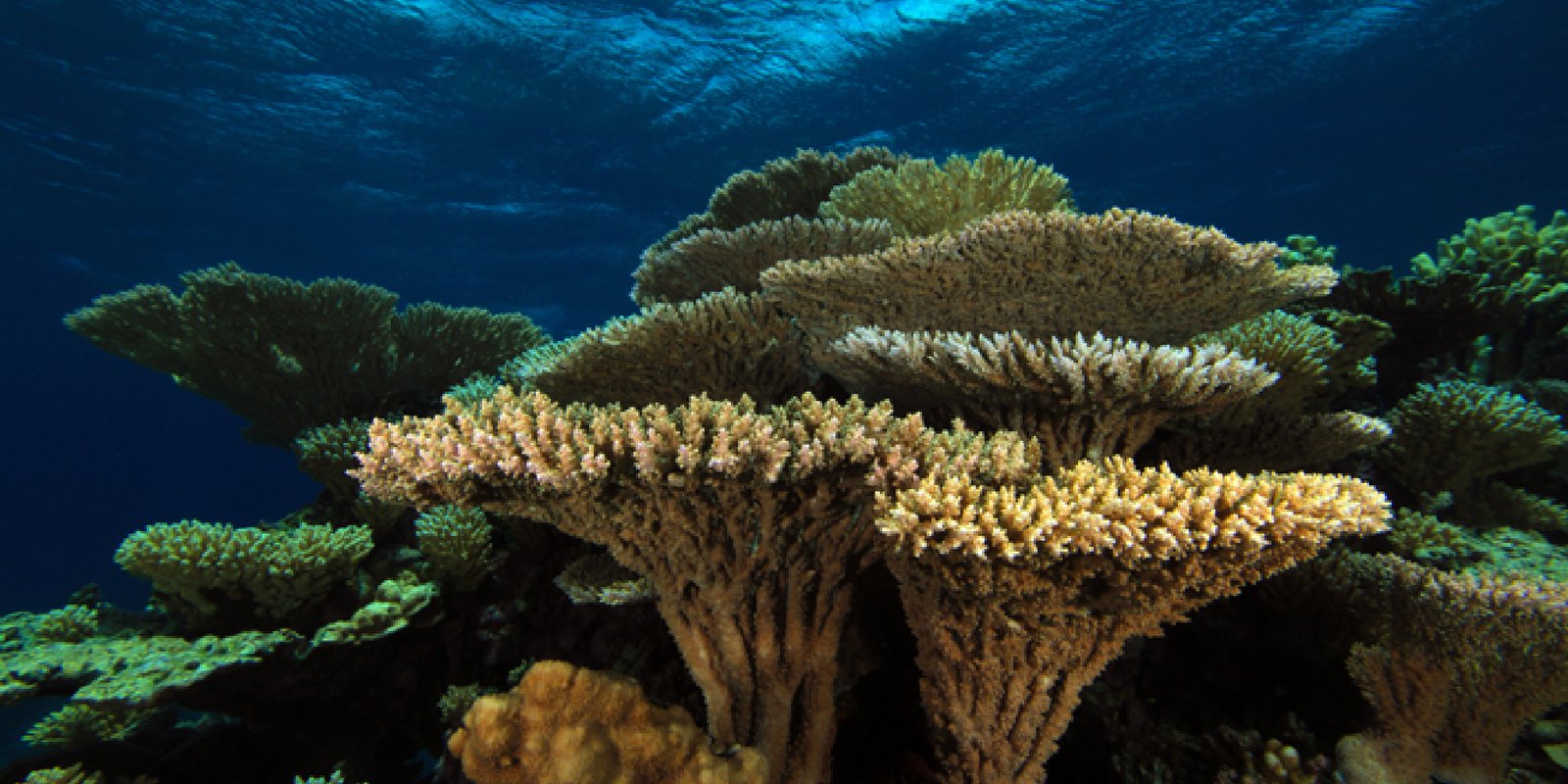 Table corals on a sunlit reef.