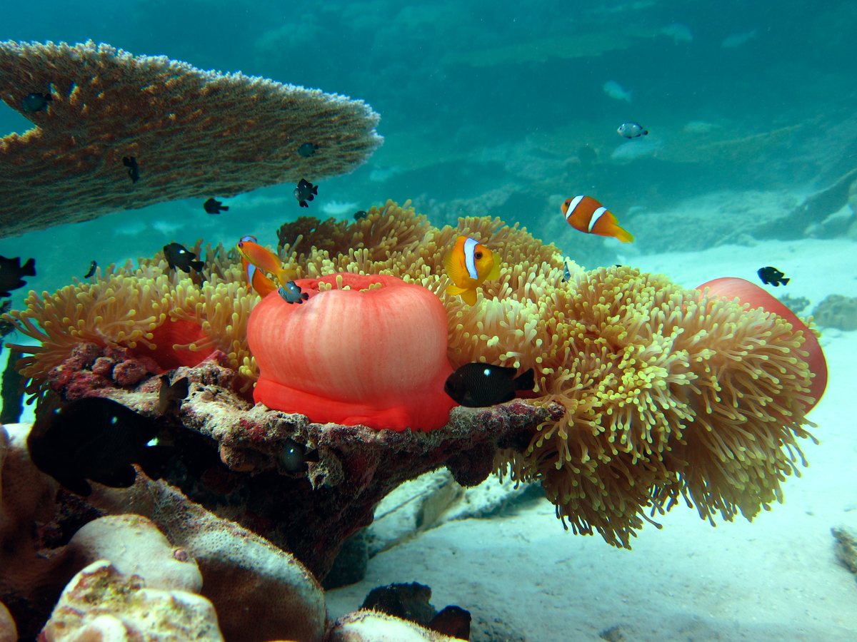Clownfish sheltering in an anemone on a reef in the Chagos Archipelago.