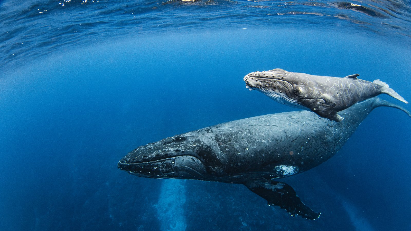 A humpback whale and calf gliding through deep blue water.