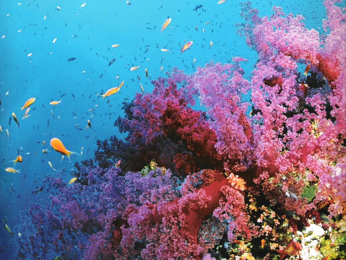 Vivid soft corals and reef fish on the Great Barrier Reef.