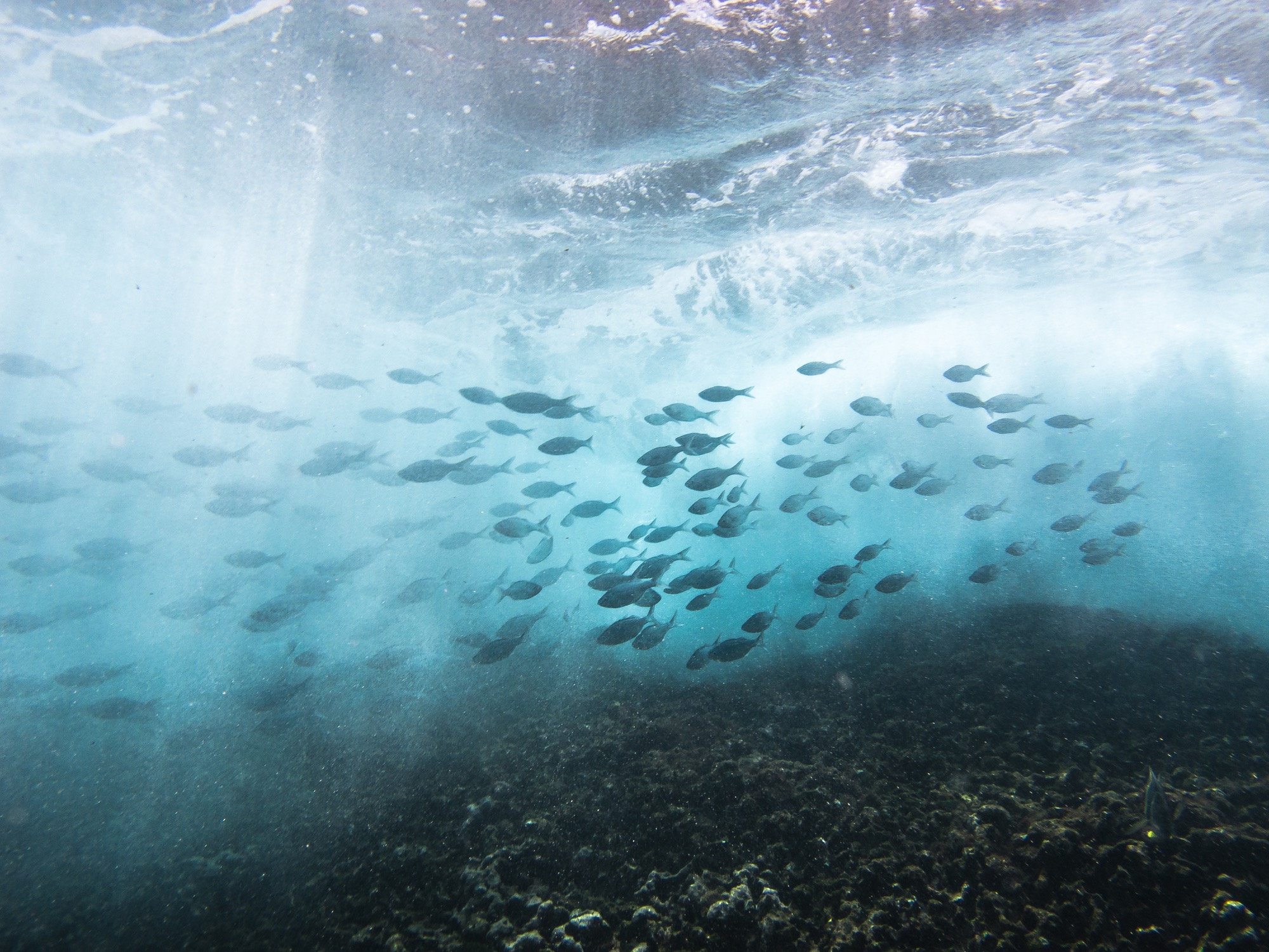 A school of fish moving beneath breaking ocean waves.